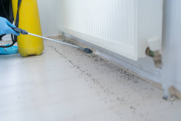 Best Bed Bug Extermination  in Patterson, CA